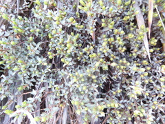 Pimelea oreophila