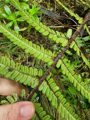 Dryopteris affinis image