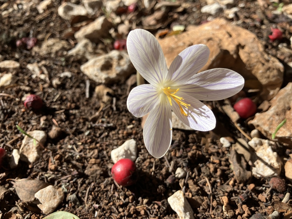 Crocus damascenus