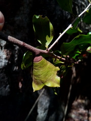 Diospyros comorensis