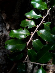 Diospyros comorensis