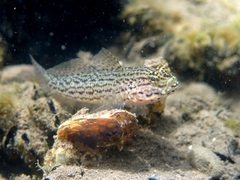 Sarato's Goby photo 5