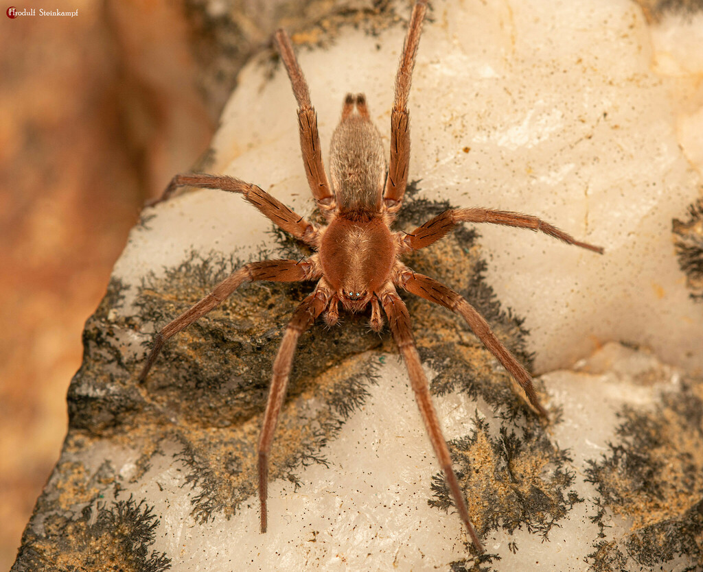 Theuma capensis from Mangaung Metropolitan Municipality, South Africa ...