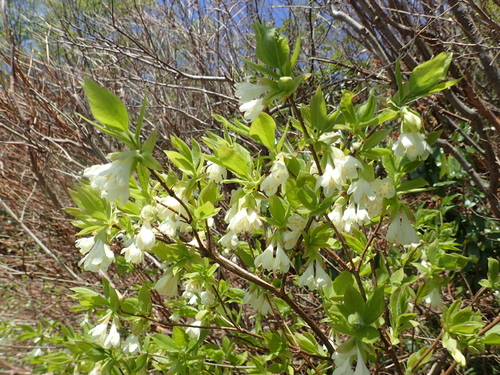 Lonicera strophiophora iNat (3)