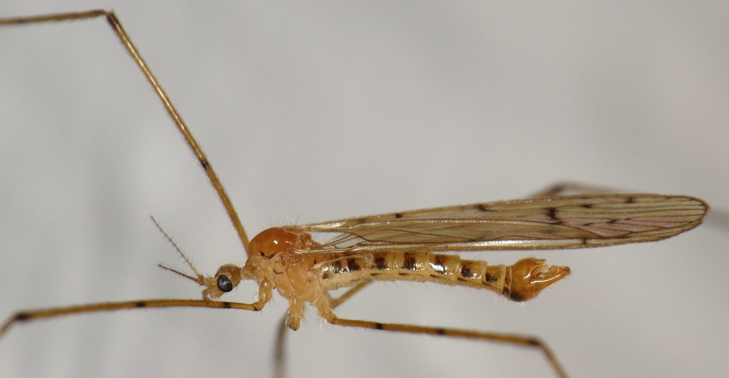Cladura flavoferruginea