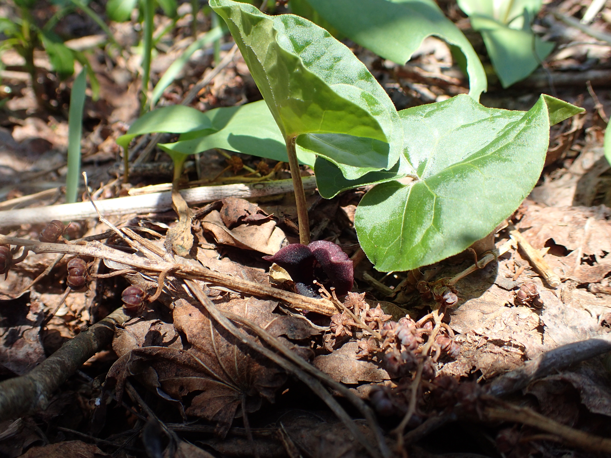 Asarum Sieboldii Miq.