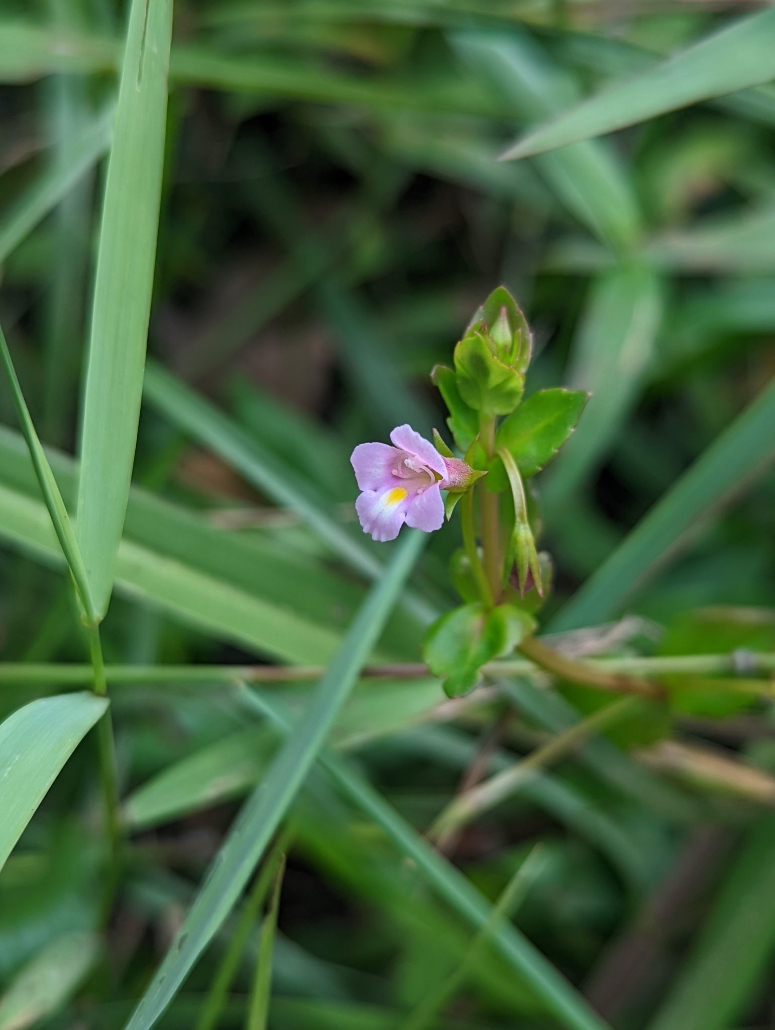 Torenia anagallis (Torenia anagallis)