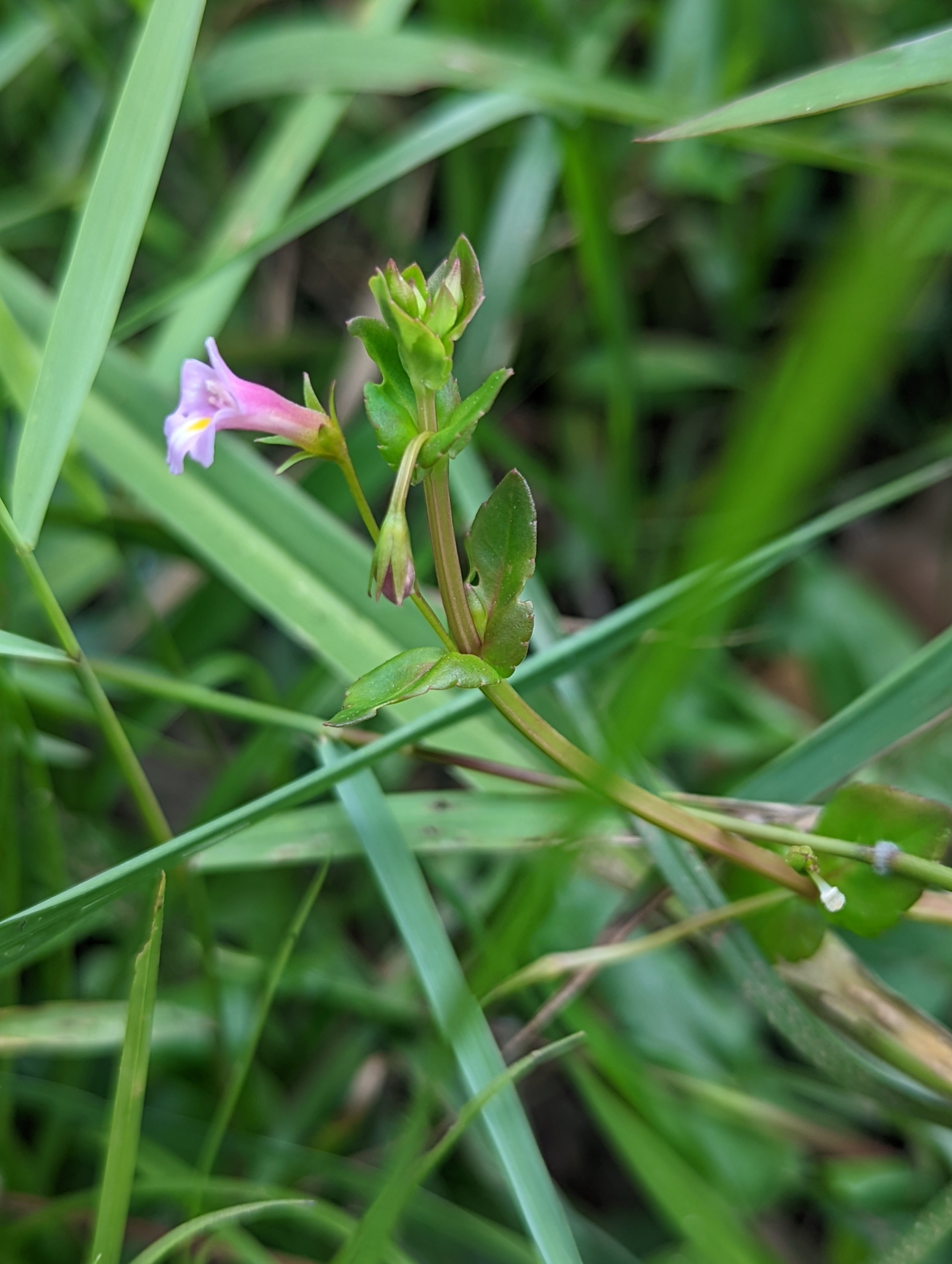 Torenia anagallis — ảnh 2