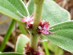Miconia sericea