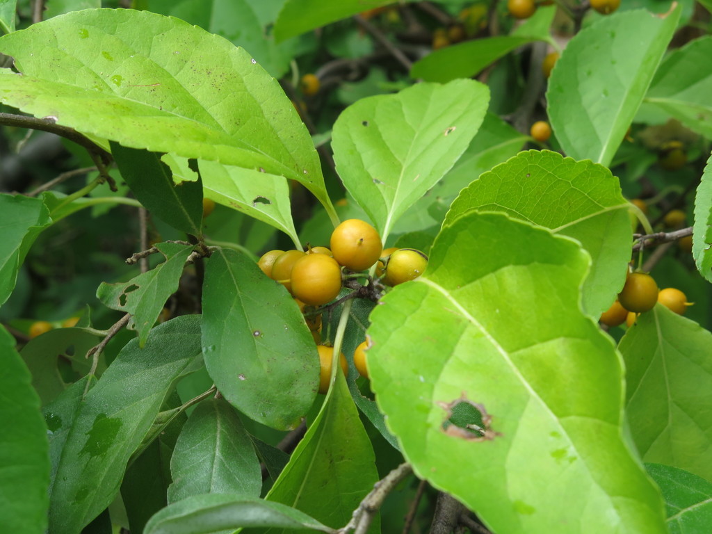 노박덩굴 from Rutgers Gardens on 2015년 10월 09일 (금) by yaoshawn · iNaturalist 노박덩굴 (Celastrus orbiculatus)