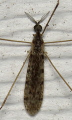 Rhipidia maculata