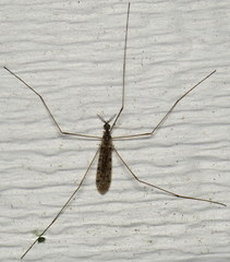 Rhipidia maculata