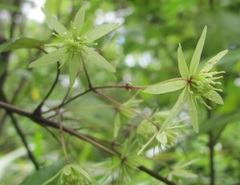 Clematis cunninghamii