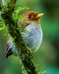 Hooded Antpitta photo 4