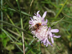 Sicus ferrugineus