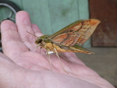 Xylophanes vagliai