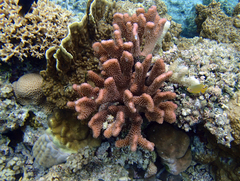 Pocillopora grandis