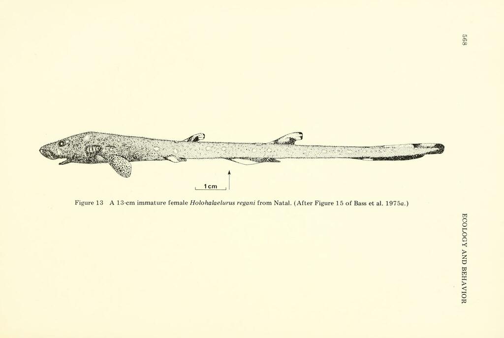 Izak Catshark