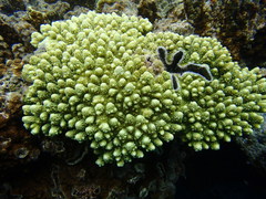 Acropora gemmifera