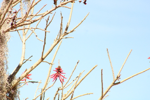 Flame coral tree (Erythrina americana)