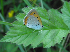 Lycaena dispar