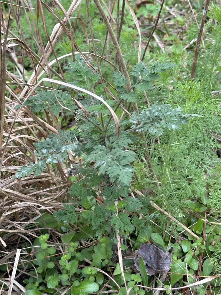 common ragweed from Flatwoods Conservation Park, Tampa, FL, US on March ...