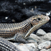 Rough-scaled Plated Lizard - Photo (c) JERRY WENG, some rights reserved (CC BY-NC-SA)