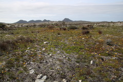 Ursinia tenuifolia