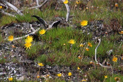Ursinia tenuifolia