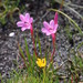 Dwarf Watsonia - Photo (c) Tony Rebelo, some rights reserved (CC BY-SA), uploaded by Tony Rebelo