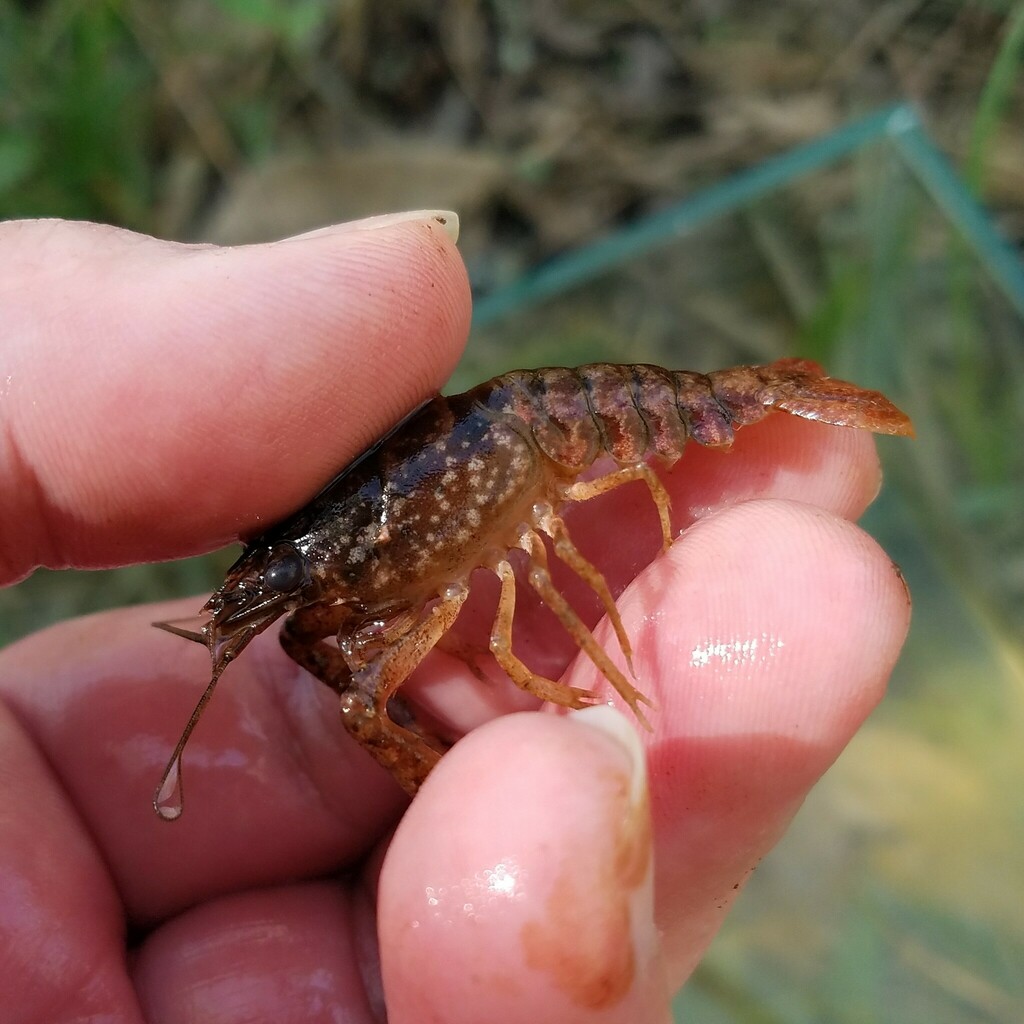 Black Mottled Crayfish