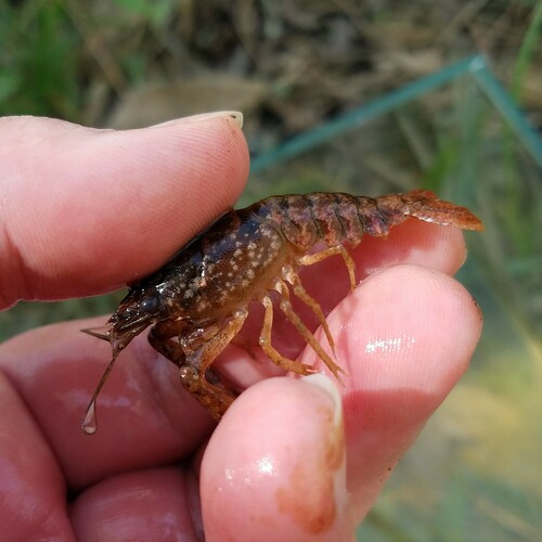 Black Mottled Crayfish