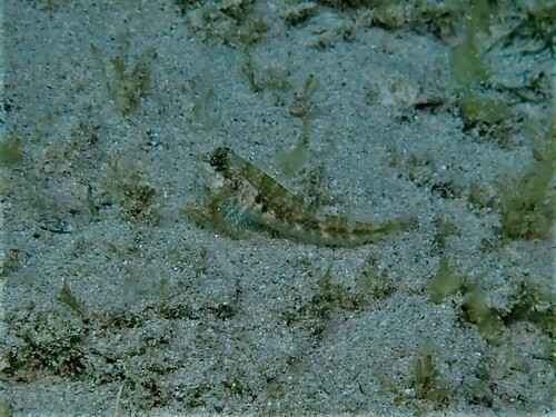 Leeuwin triplefin (Norfolkia leeuwin) — Tripterygiidae