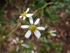 Aster scaber