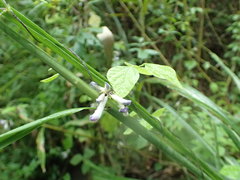 Amphicarpaea edgeworthii