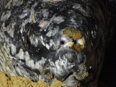 Dermochelys coriacea