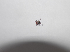 Ixodes ricinus