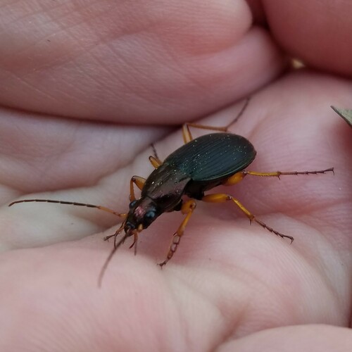 Summer Harp Ground Beetle photo 4
