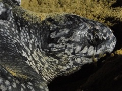 Dermochelys coriacea