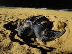 Dermochelys coriacea