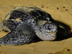 Dermochelys coriacea