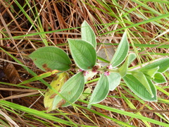 Miconia sericea