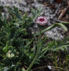 Othonna digitata