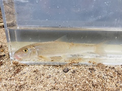 Moxostoma pappillosum