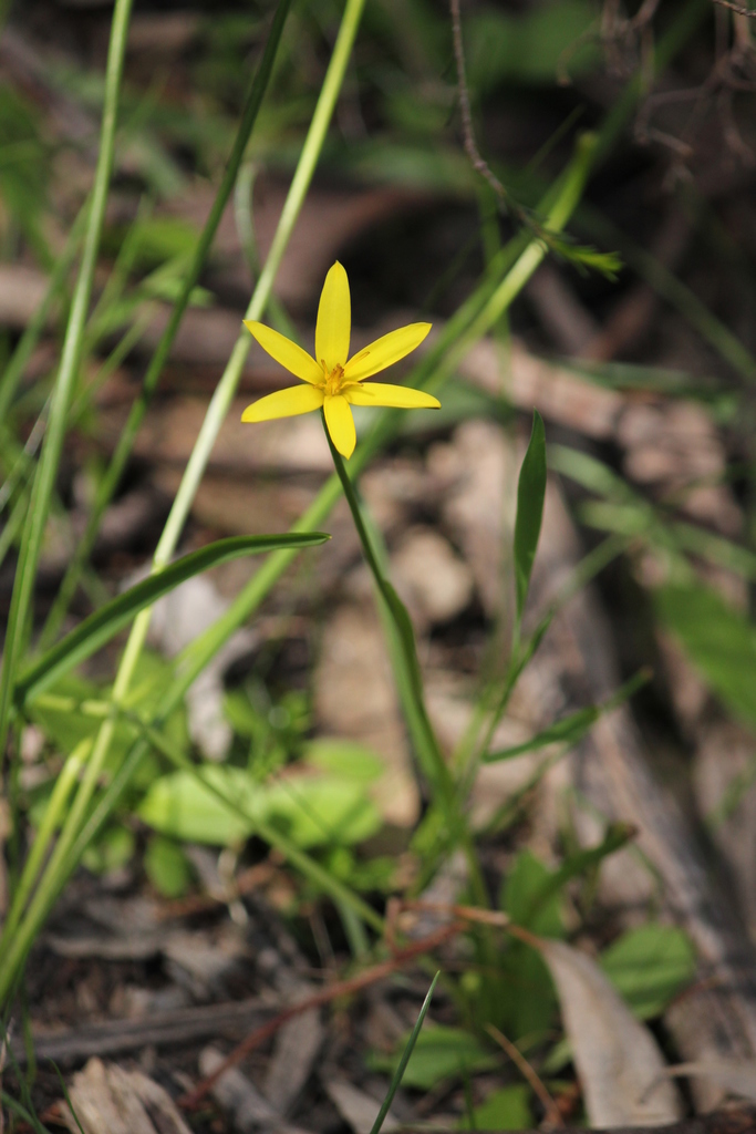 yellow star