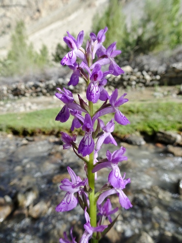 Nuristan Marsh Orchid (Dactylorhiza kafiriana)