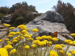 Coenonympha corinna