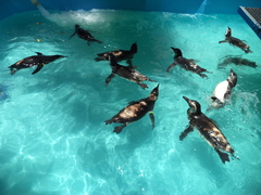 Spheniscus magellanicus