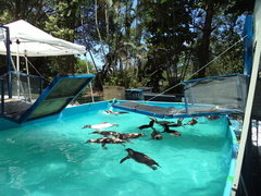 Spheniscus magellanicus