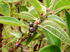 Miconia sericea
